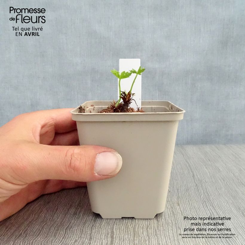 Exemplaar van Geranium oxonianum Southcombe Double - Dubbele ooievaarsbek Kweekpotje van 8/9 cm zoals geleverd in de lente