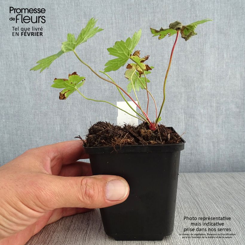 Exemplaar van Geranium oxonianum thurstonianum - Dubbele ooievaarsbek Kweekpotje van 8/9 cm zoals geleverd in de herfst