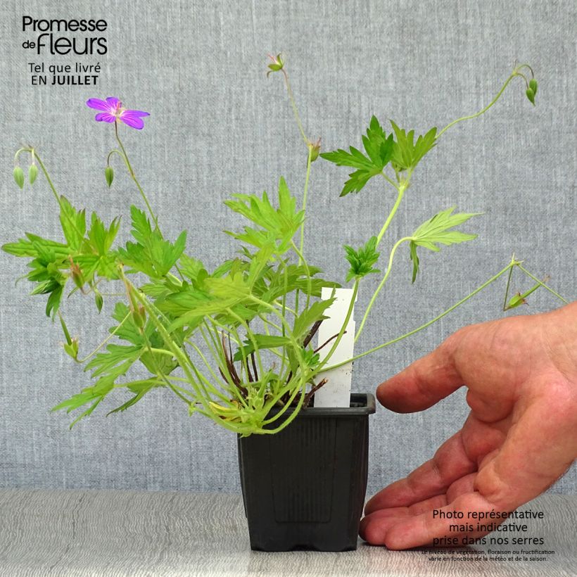 Exemplaar van Geranium palustre - Moerasooievaarsbek Kweekpotje van 8/9 cm zoals geleverd in de zomer