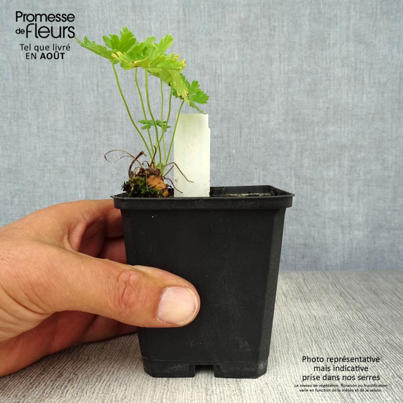 Exemplaar van Geranium phaeum Album - Donkere ooievaarsbek Kweekpotje van 8/9 cm zoals geleverd in de zomer