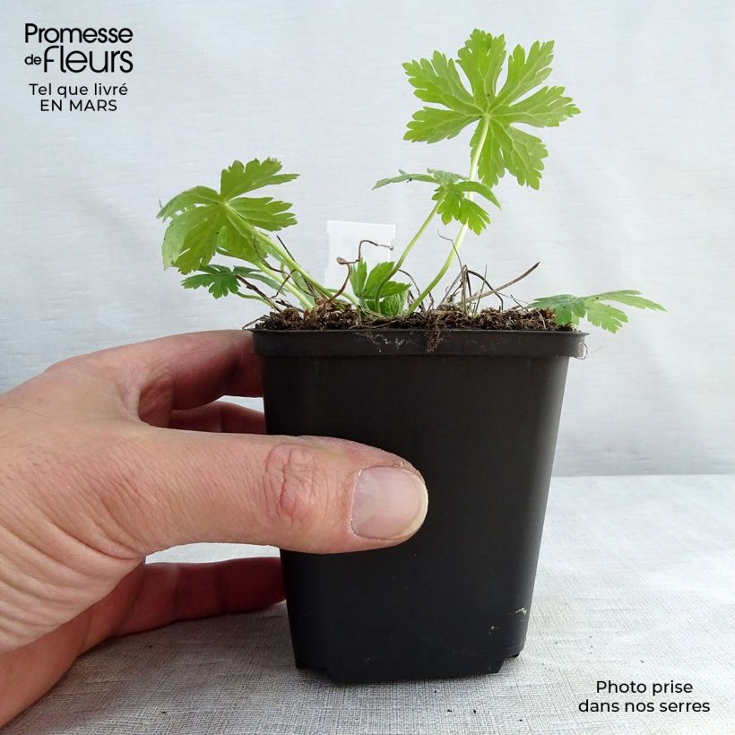 Example of Geranium phaeum Album - Donkere ooievaarsbek Kweekpotje van 8/9 cm as you get in hiver