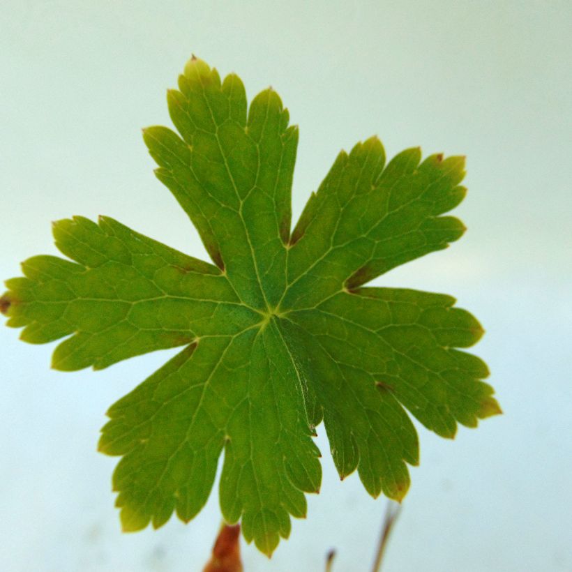 Geranium phaeum Golden Spring - Donkere ooievaarsbek (Foliage)