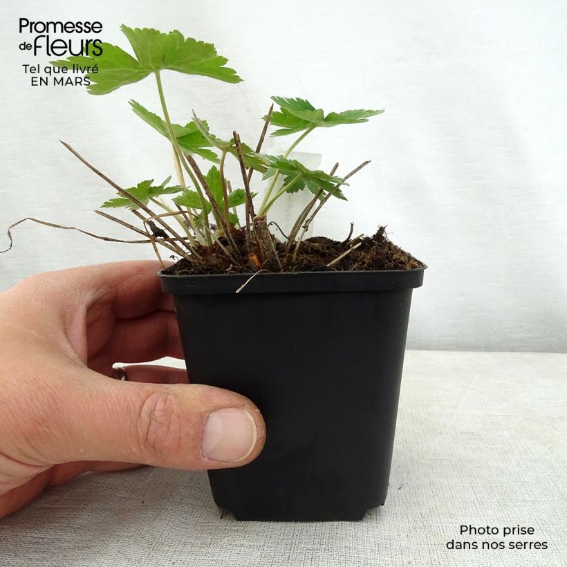 Exemplaar van Geranium phaeum Golden Spring - Donkere ooievaarsbek Kweekpotje van 8/9 cm zoals geleverd in de lente