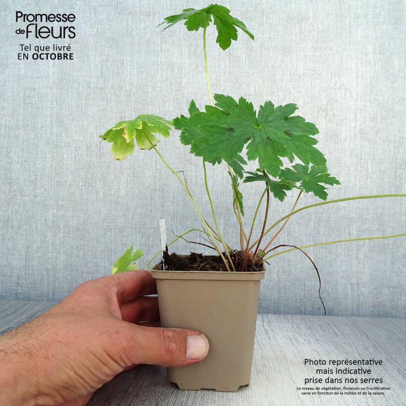 Exemplaar van Geranium phaeum Golden Spring - Donkere ooievaarsbek Kweekpotje van 8/9 cm zoals geleverd in de herfst