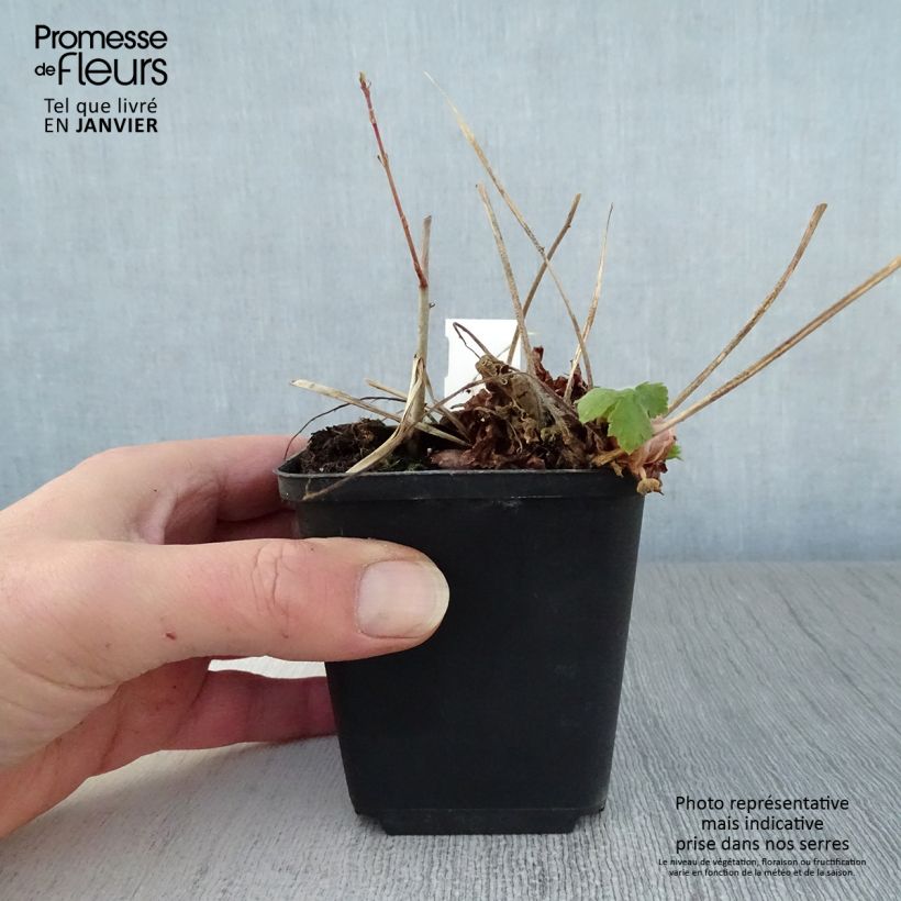 Example of Géranium vivace phaeum Golden Spring Kweekpotje van 8/9 cm as you get in hiver