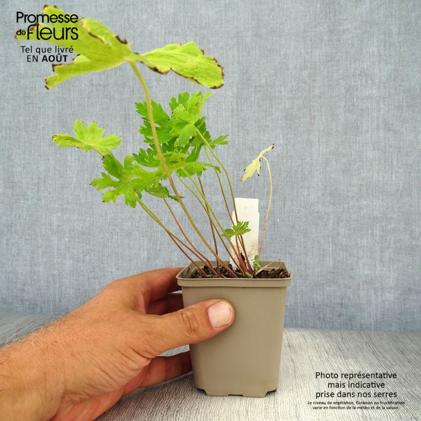Exemplaar van Geranium phaeum Lily Lovell - Donkere ooievaarsbek Kweekpotje van 8/9 cm zoals geleverd in de zomer