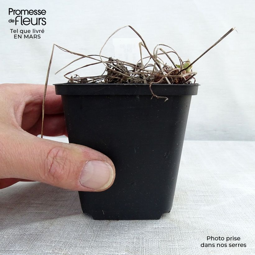 Exemplaar van Geranium phaeum Lily Lovell - Donkere ooievaarsbek Kweekpotje van 8/9 cm zoals geleverd in de lente