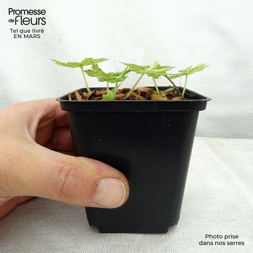 Exemplaar van Geranium phaeum Margaret Wilson - Donkere ooievaarsbek Kweekpotje van 8/9 cm zoals geleverd in de lente