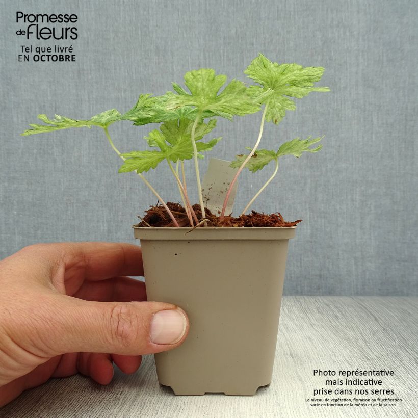 Exemplaar van Geranium phaeum Margaret Wilson - Donkere ooievaarsbek Kweekpotje van 8/9 cm zoals geleverd in de herfst
