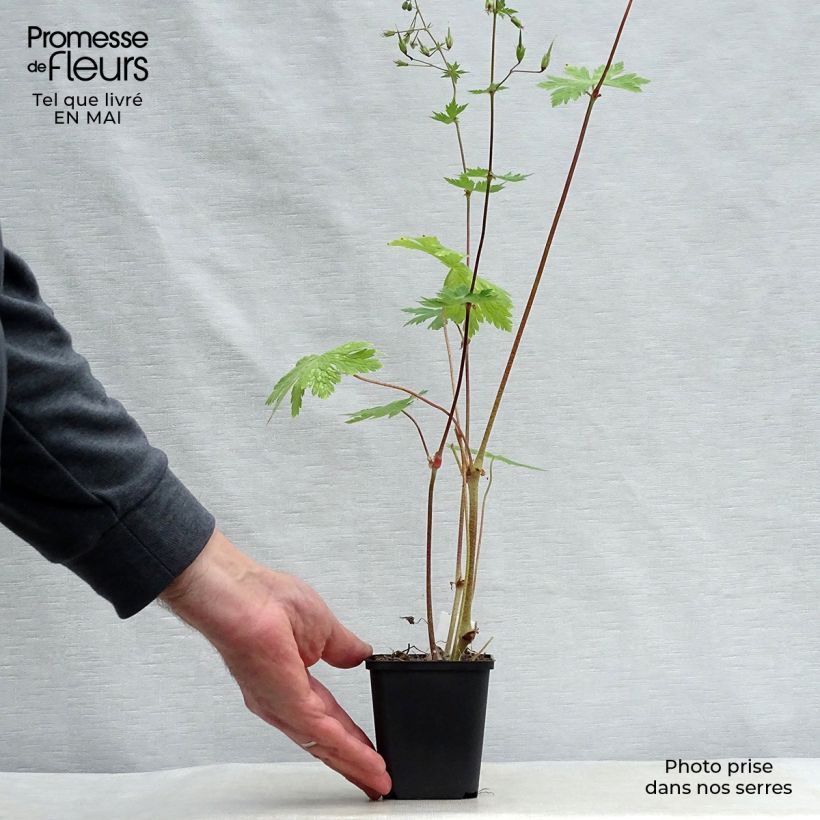 Exemplaar van Geranium phaeum Mourning Widow - Donkere ooievaarsbek Kweekpotje van 8/9 cm zoals geleverd in de lente