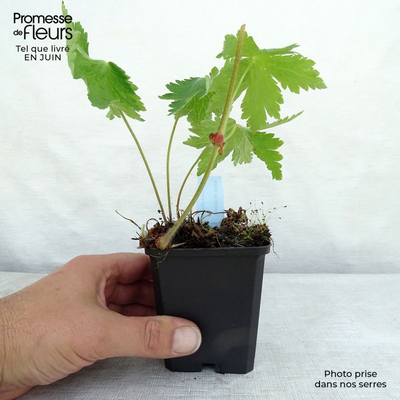 Exemplaar van Geranium phaeum Raven - Donkere ooievaarsbek Kweekpotje van 8/9 cm zoals geleverd in de zomer