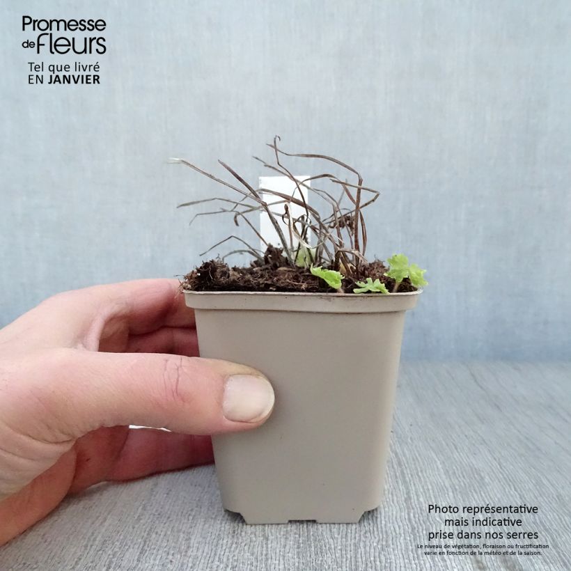 Example of Geranium phaeum Raven - Donkere ooievaarsbek Kweekpotje van 8/9 cm as you get in hiver