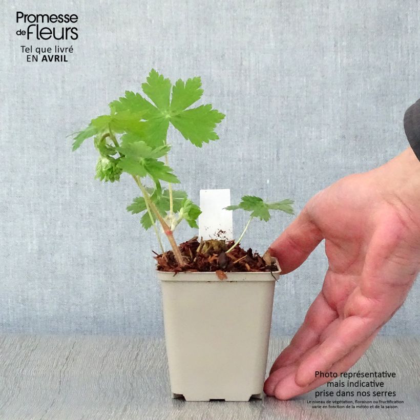 Exemplaar van Geranium phaeum Raven - Donkere ooievaarsbek Kweekpotje van 8/9 cm zoals geleverd in de lente