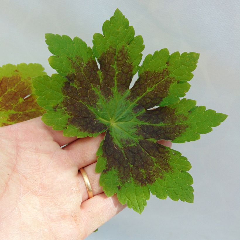 Geranium phaeum Samobor - Donkere ooievaarsbek (Foliage)