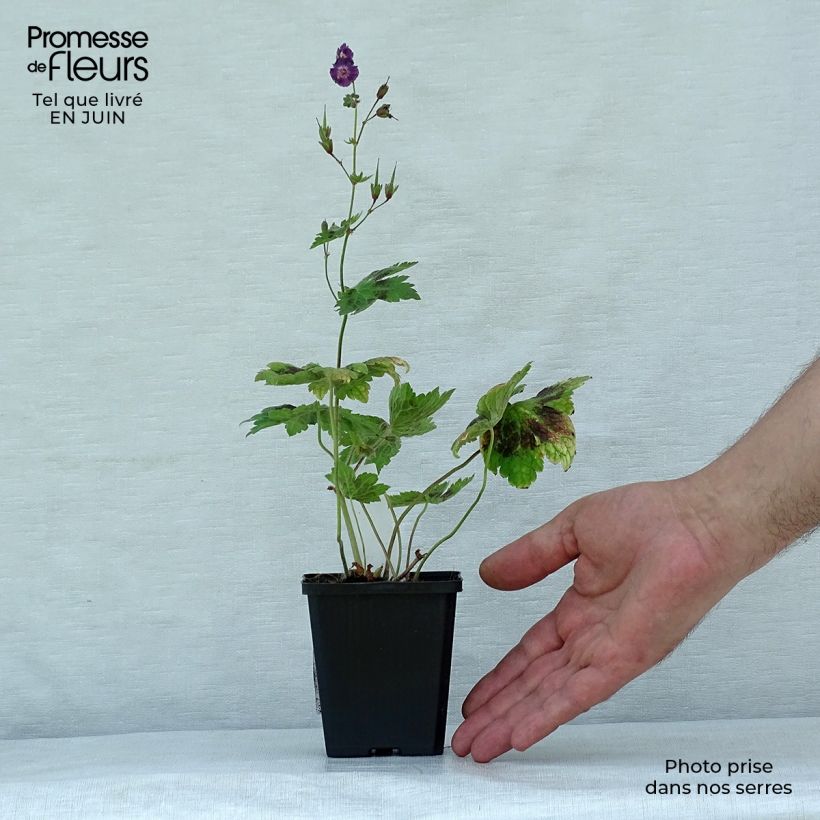 Exemplaar van Geranium phaeum Samobor - Donkere ooievaarsbek Kweekpotje van 8/9 cm zoals geleverd in de zomer