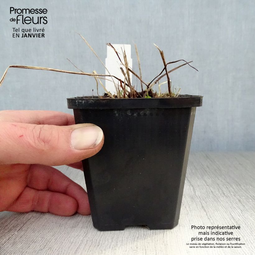 Example of Geranium phaeum Samobor - Donkere ooievaarsbek Kweekpotje van 8/9 cm as you get in hiver