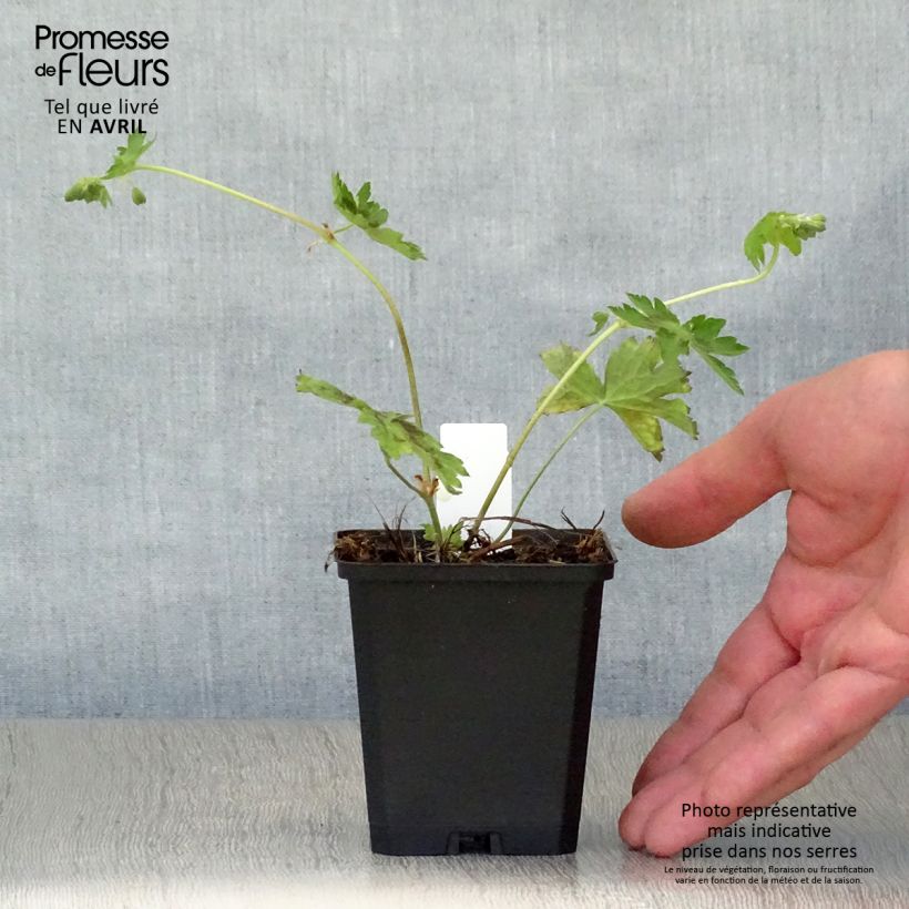 Exemplaar van Geranium phaeum Samobor - Donkere ooievaarsbek Kweekpotje van 8/9 cm zoals geleverd in de lente