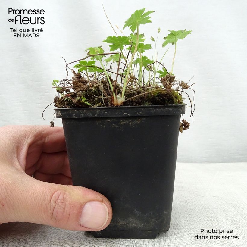 Exemplaar van Geranium phaeum var lividum - Donkere ooievaarsbek Kweekpotje van 8/9 cm zoals geleverd in de lente