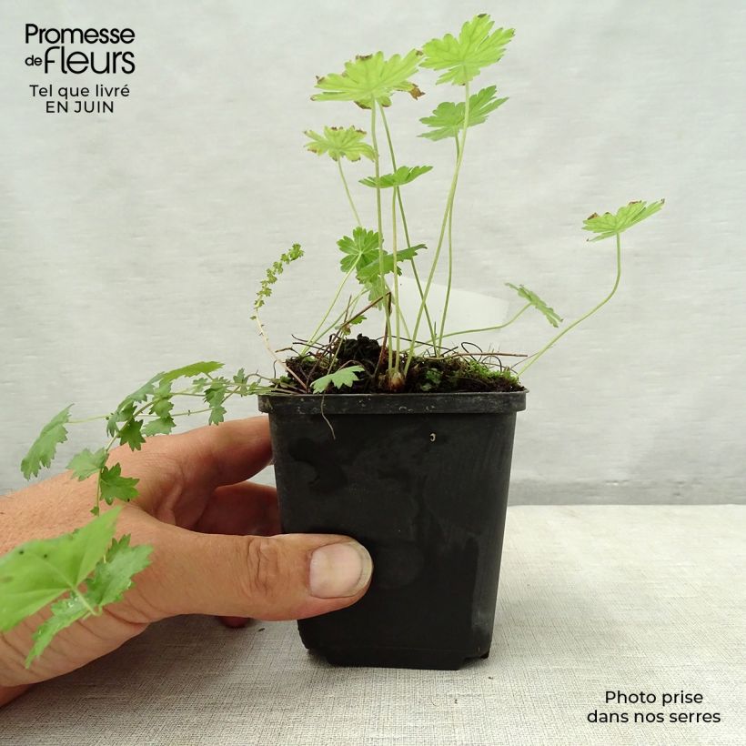Exemplaar van Geranium phaeum var lividum - Donkere ooievaarsbek Kweekpotje van 8/9 cm zoals geleverd in de zomer