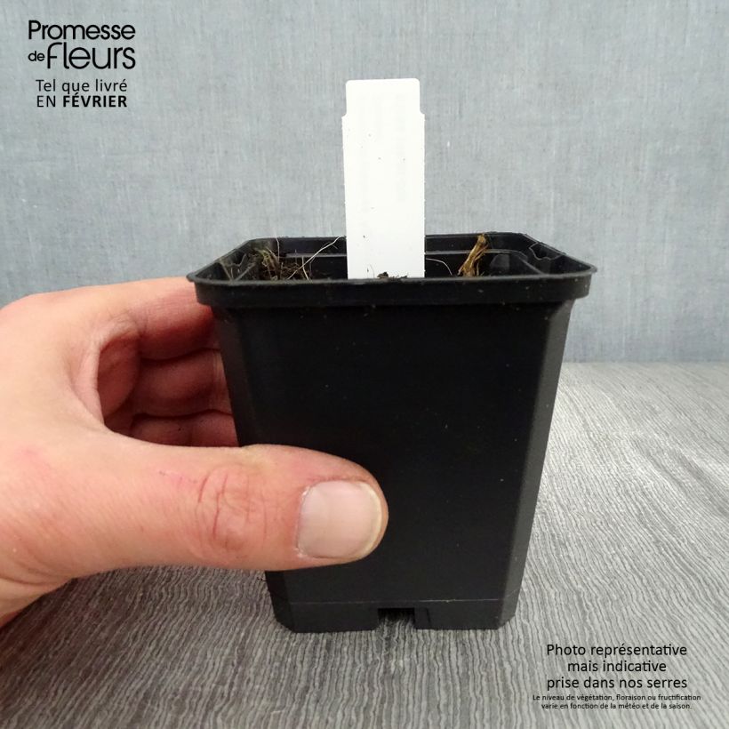 Example of Géranium vivace pratense Algera Double - Géranium des prés Kweekpotje van 8/9 cm as you get in hiver
