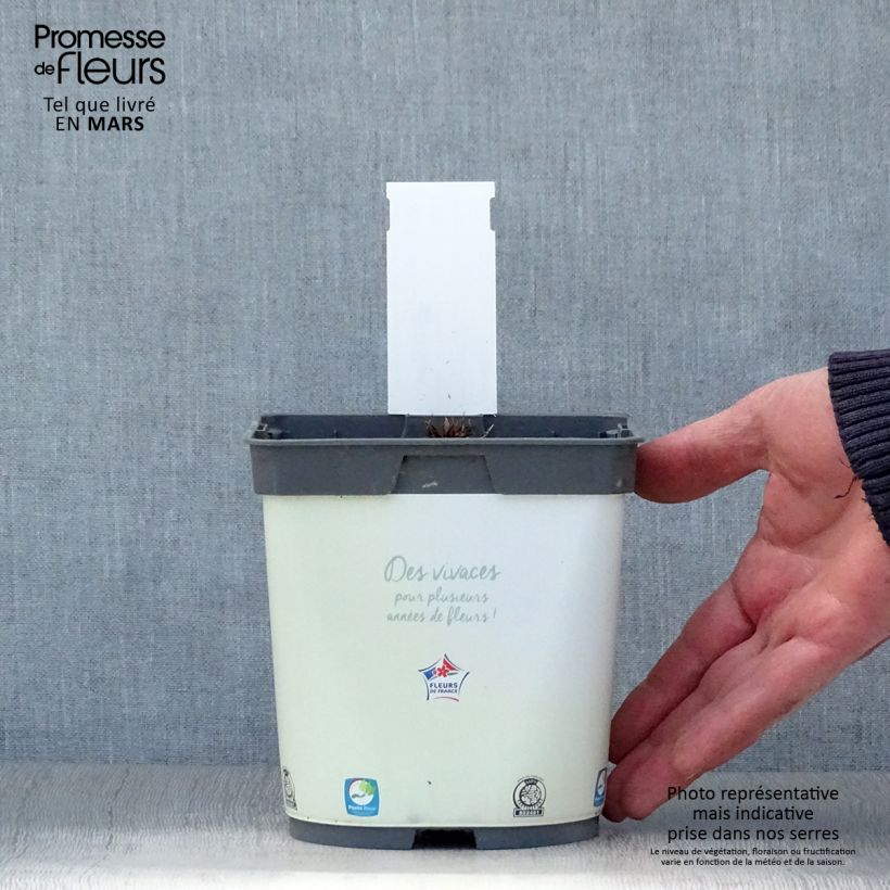 Exemplaar van Geranium pratense Algera Double - Beemdooievaarsbek Pot van 2 l/3 l zoals geleverd in de lente