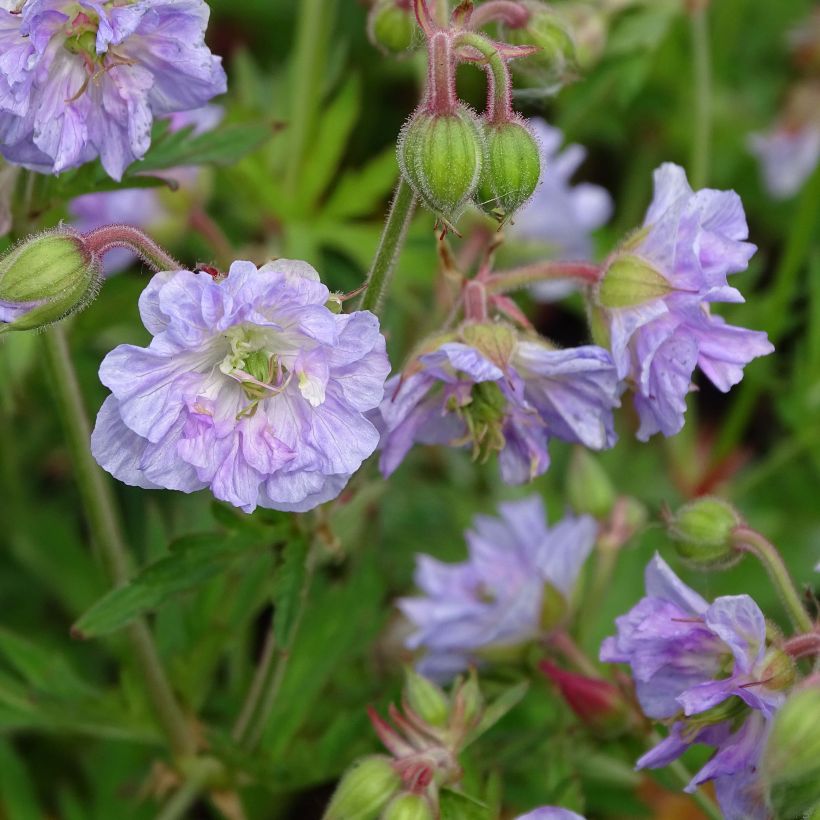 Geranium pratense Cloud Nine - Beemdooievaarsbek (Flowering)