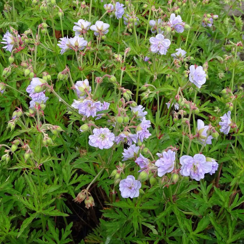 Geranium pratense Cloud Nine - Beemdooievaarsbek (Plant habit)
