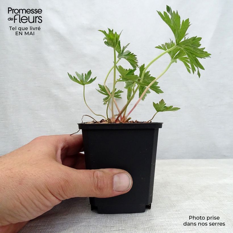 Exemplaar van Geranium pratense Cloud Nine - Beemdooievaarsbek Kweekpotje van 8/9 cm zoals geleverd in de lente