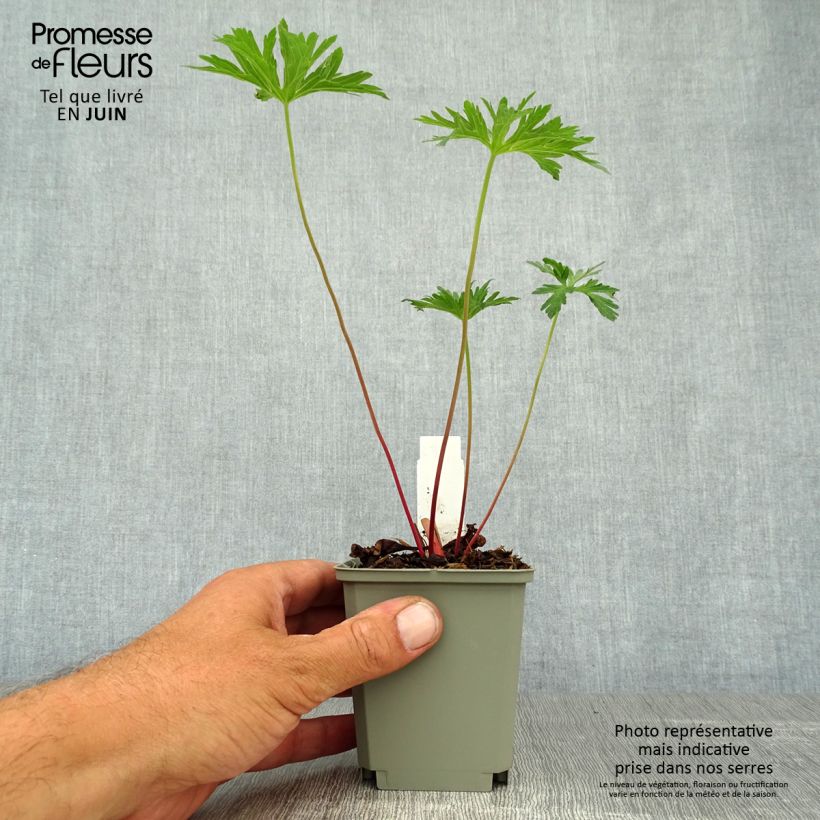 Exemplaar van Geranium pratense Cloud Nine - Beemdooievaarsbek Kweekpotje van 8/9 cm zoals geleverd in de zomer
