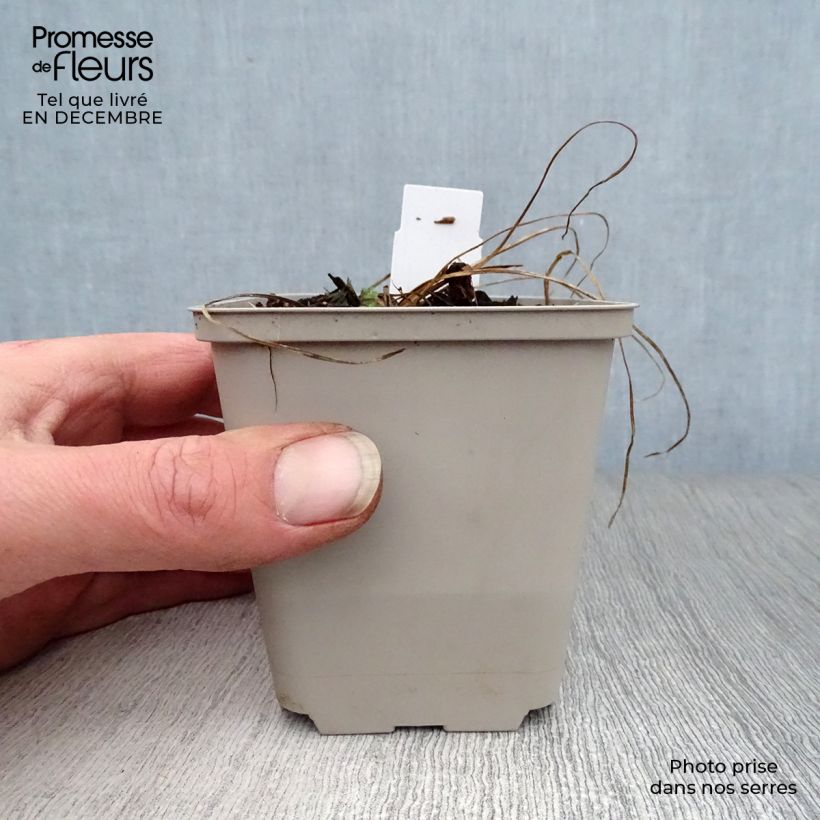 Example of Geranium pratense Cloud Nine - Beemdooievaarsbek Kweekpotje van 8/9 cm as you get in hiver