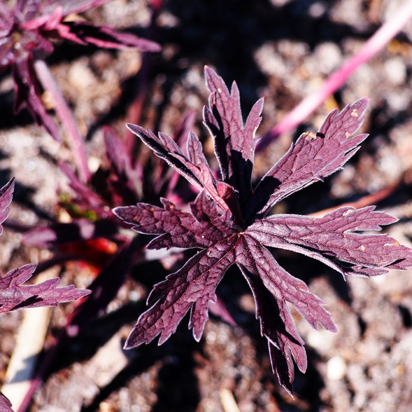 Geranium pratense Dark Reiter - Beemdooievaarsbek (Blad)