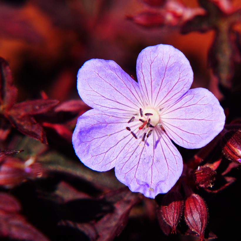 Geranium pratense Dark Reiter - Beemdooievaarsbek (Bloei)