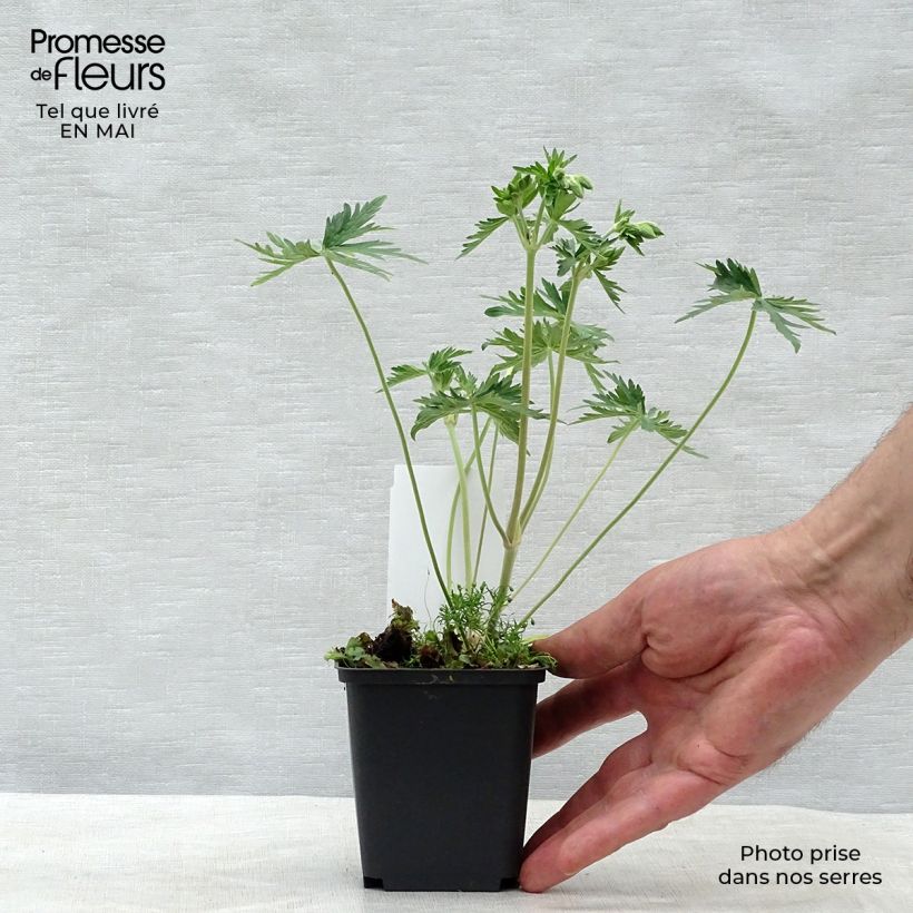 Exemplaar van Geranium pratense albiflorum Galactic - Beemdooievaarsbek Kweekpotje van 8/9 cm zoals geleverd in de lente