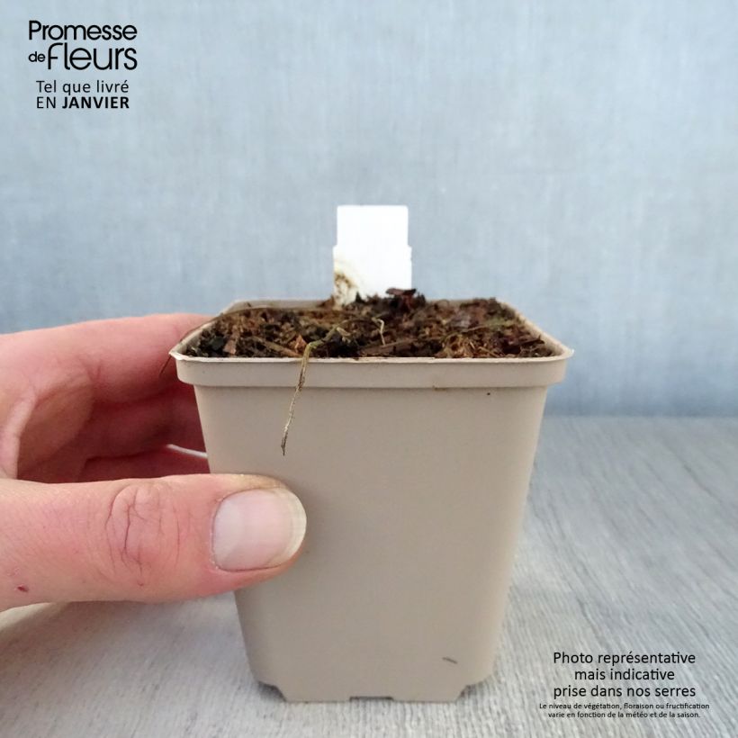 Example of Géranium vivace pratense Hocus Pocus Kweekpotje van 8/9 cm as you get in hiver