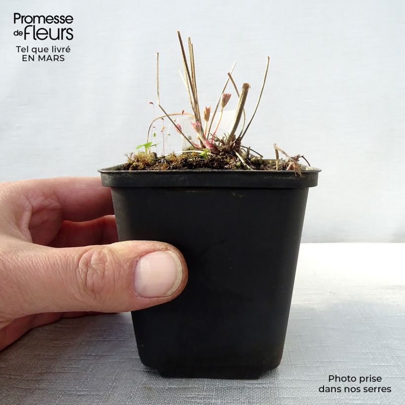 Exemplaar van Geranium pratense Ilja - Beemdooievaarsbek Kweekpotje van 8/9 cm zoals geleverd in de lente