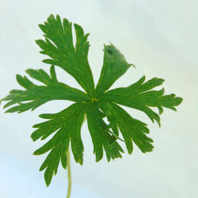 Geranium pratense Laura - Beemdooievaarsbek (Foliage)