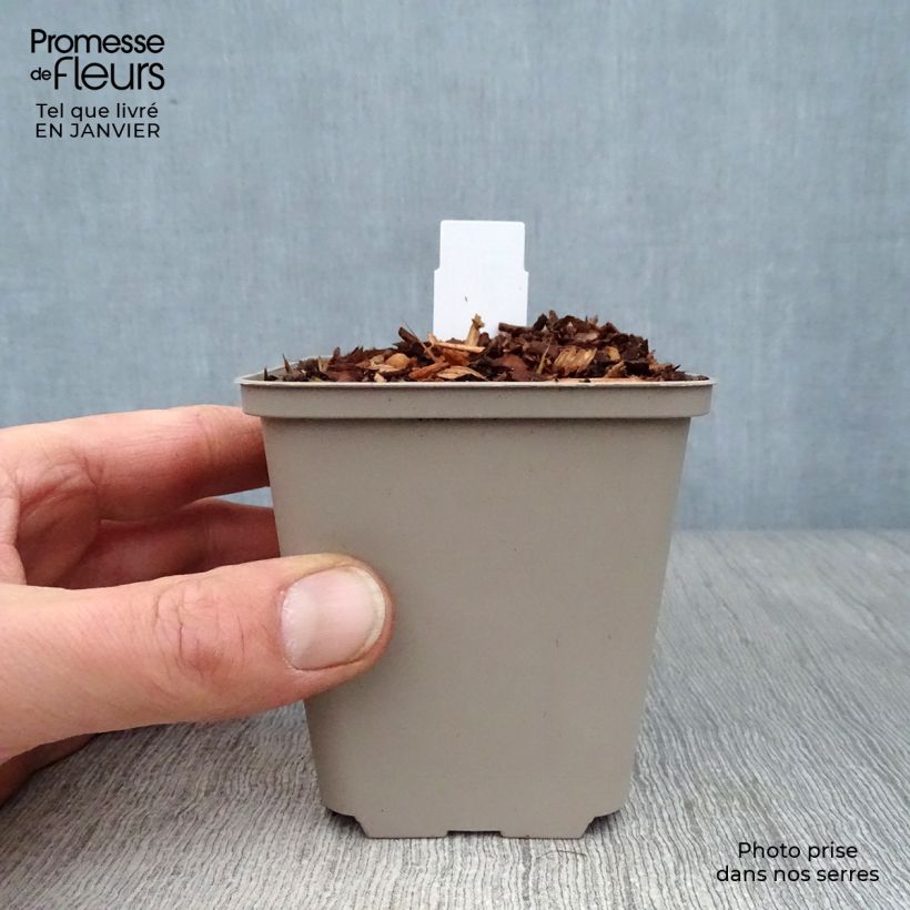 Example of Geranium pratense Laura - Beemdooievaarsbek Kweekpotje van 8/9 cm as you get in hiver