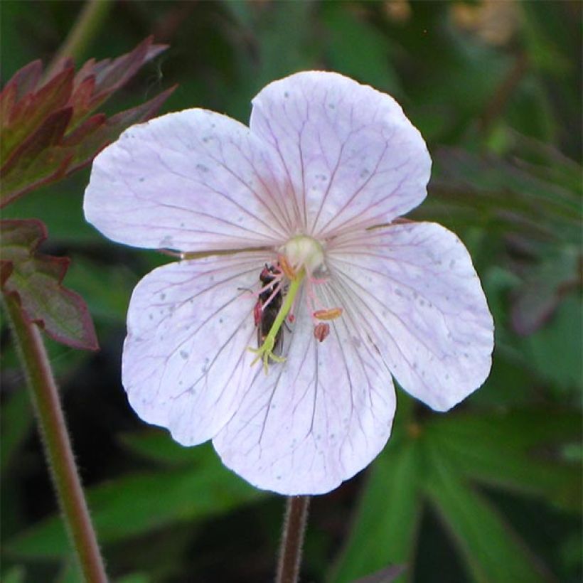 Geranium pratense Marshmallow - Beemdooievaarsbek (Flowering)