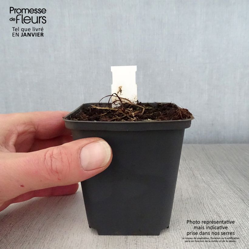 Example of Géranium vivace pratense Mrs Kendall Clark - Géranium des prés Kweekpotje van 8/9 cm as you get in hiver