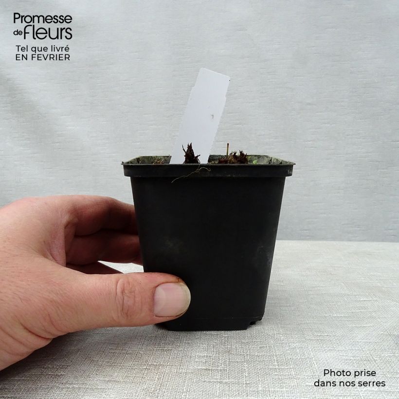 Exemplaar van Geranium pratense New Dimensions - Beemdooievaarsbek Kweekpotje van 8/9 cm zoals geleverd in de winter
