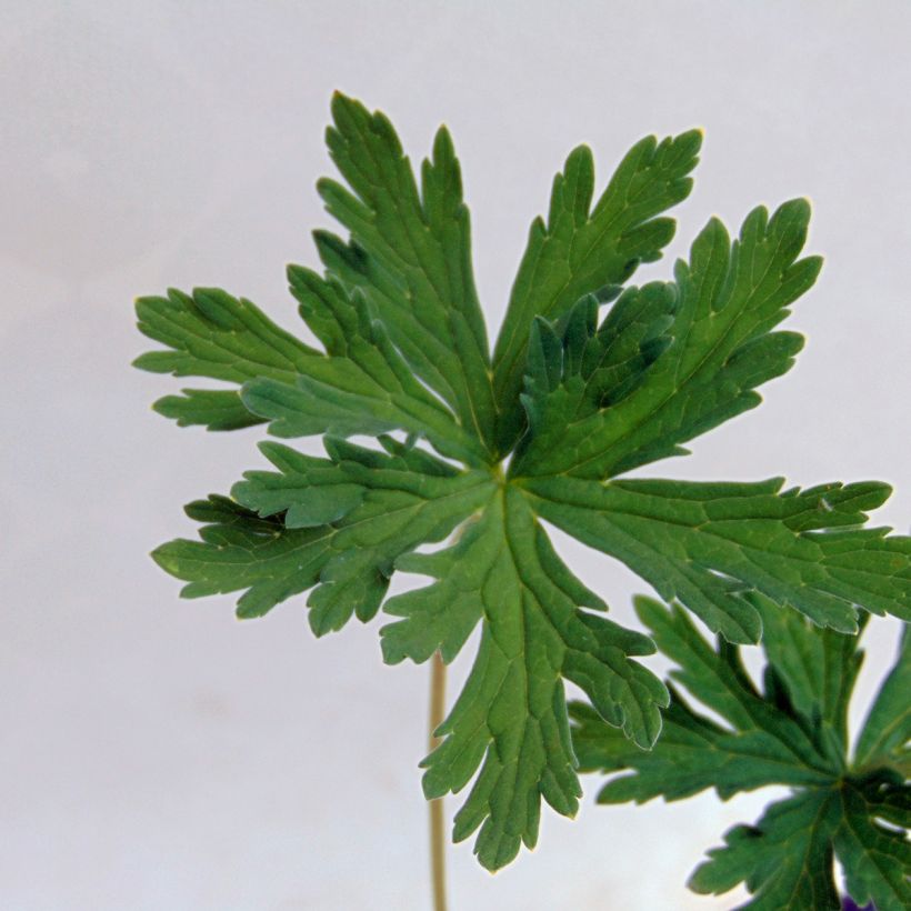 Geranium pratense Splish Splash - Beemdooievaarsbek (Foliage)
