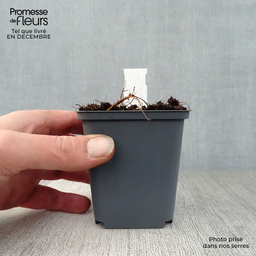 Example of Géranium vivace pratense Splish Splash - Géranium des prés Kweekpotje van 8/9 cm as you get in hiver