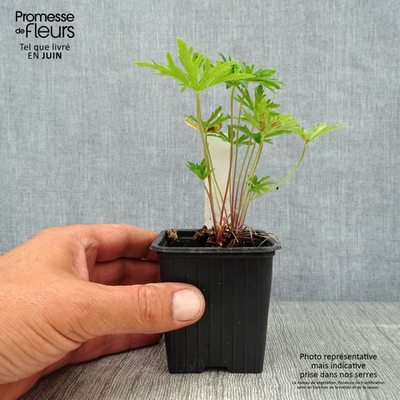 Exemplaar van Géranium vivace pratense Summer Skies - Géranium des prés Godet de 8/9 cm zoals geleverd in de zomer
