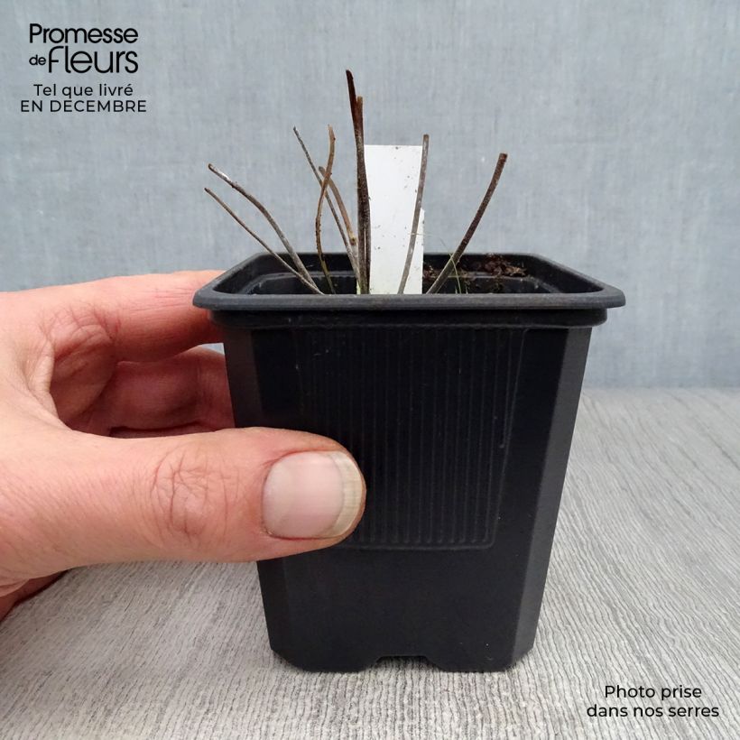 Example of Geranium pratense Summer Skies - Beemdooievaarsbek Kweekpotje van 8/9 cm as you get in hiver