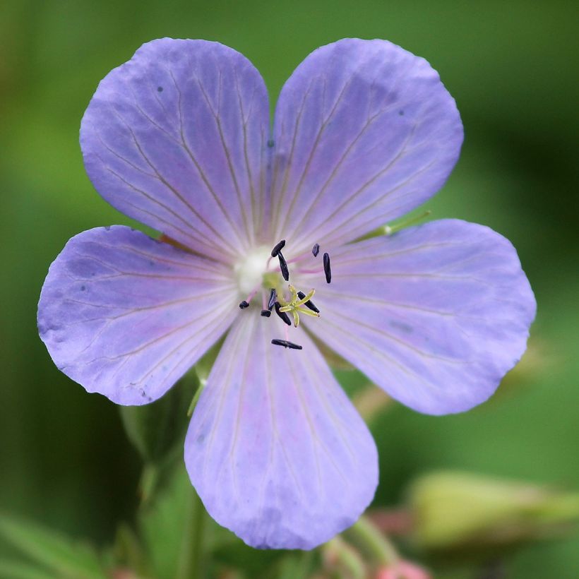 Geranium pratense Victor Reiter Junior - Beemdooievaarsbek (Bloei)