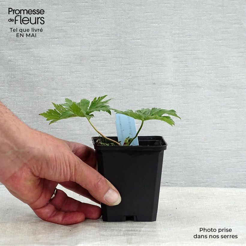 Exemplaar van Geranium psilostemon - Armeense ooievaarsbek Kweekpotje van 8/9 cm zoals geleverd in de lente