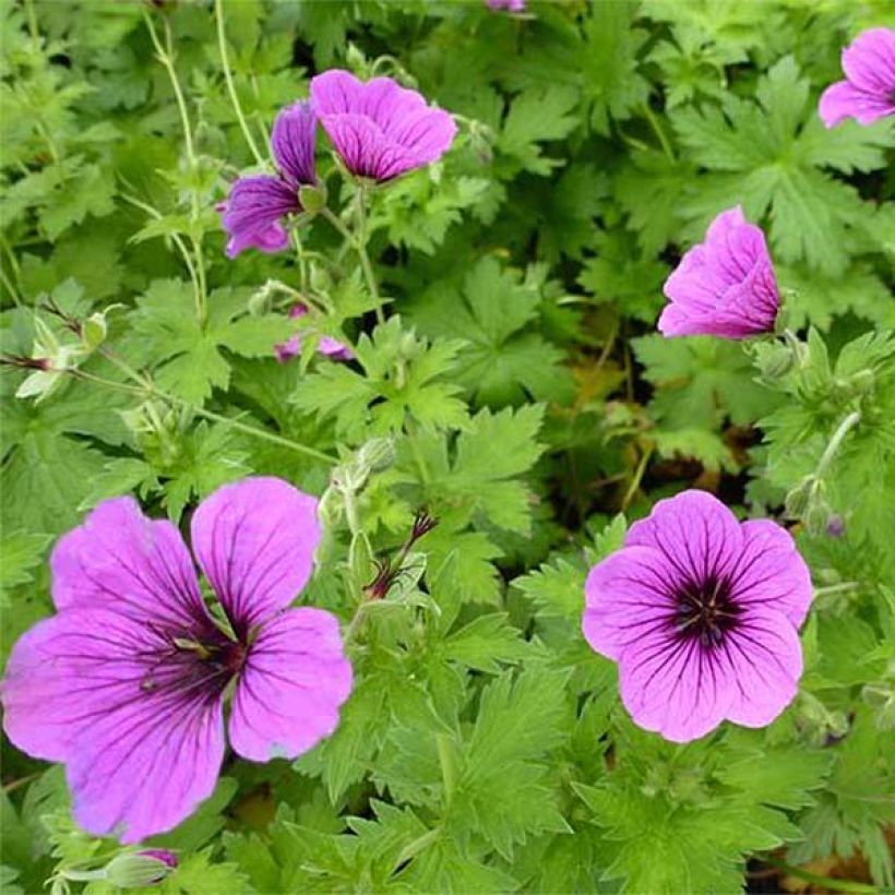 Geranium psilostemon Bressingham Flair - Armeense ooievaarsbek (Flowering)