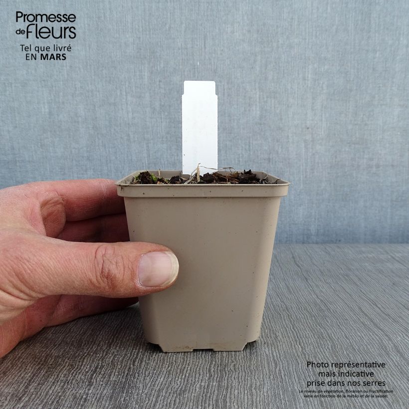 Example of Géranium vivace psilostemon Bressingham Flair Kweekpotje van 8/9 cm as you get in hiver