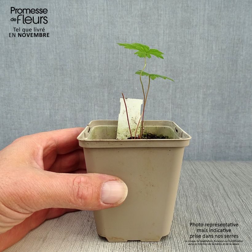 Exemplaar van Geranium psilostemon - Armeense ooievaarsbek Kweekpotje van 8/9 cm zoals geleverd in de herfst