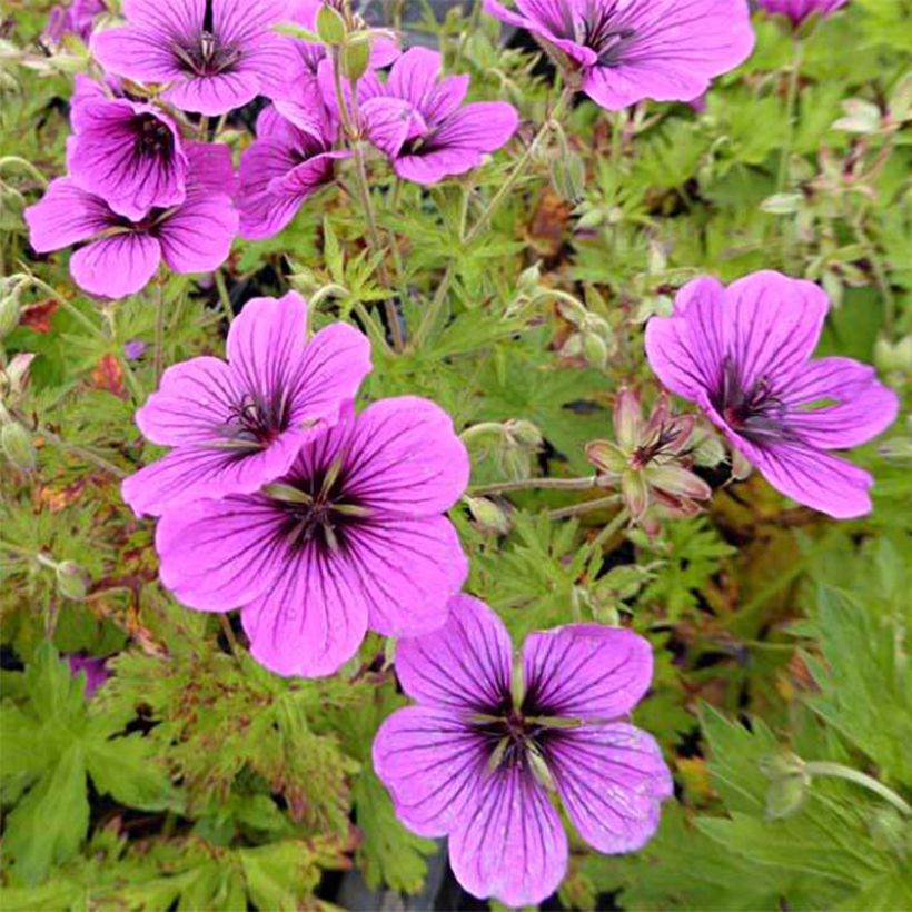 Geranium psilostemon JS Ma Tu Vu® - Armeense ooievaarsbek (Flowering)